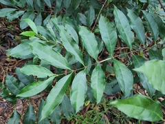 Strophanthus divaricatus