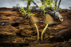 Mycena nivicola