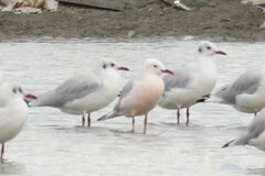 Chroicocephalus genei