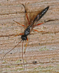 Ischnoceros rusticus