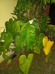 Anthurium andraeanum