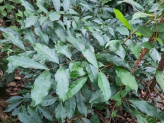 Strophanthus divaricatus