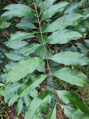 Strophanthus divaricatus
