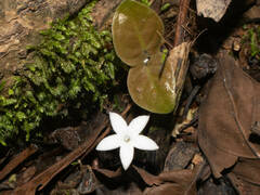 Geophila