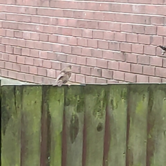 Turdus philomelos clarkei