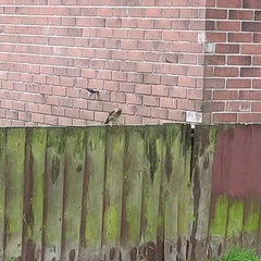 Turdus philomelos clarkei