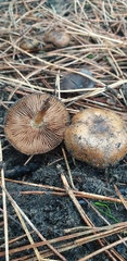 Pholiota highlandensis