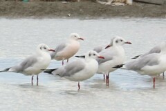 Chroicocephalus genei