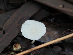 Marasmiellus stenophyllus
