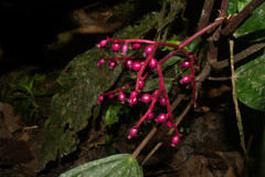 Miconia procumbens