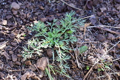 Eschscholzia californica