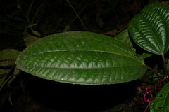 Miconia procumbens