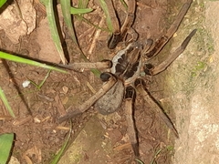 Ancylometes bogotensis