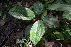 Miconia procumbens