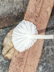 Marasmiellus stenophyllus