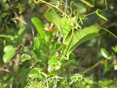 Smilax anceps