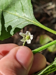 Solanum douglasii
