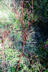 Rumex conglomeratus