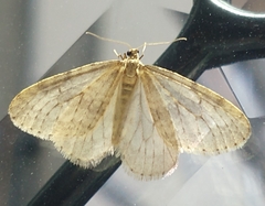 Operophtera bruceata