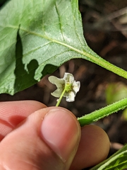 Solanum douglasii