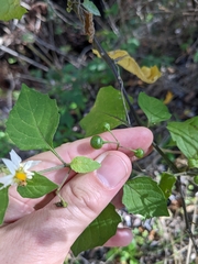 Solanum douglasii