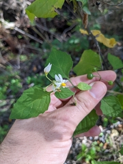 Solanum douglasii