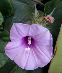 Ipomoea wightii