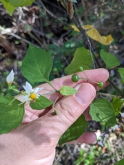 Solanum douglasii