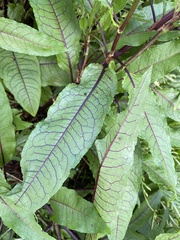 Rumex sanguineus