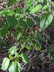 Solanum douglasii