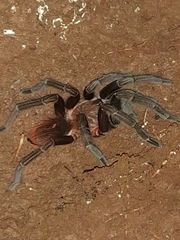 Sericopelma