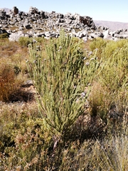 Leucadendron dubium