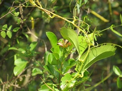 Smilax anceps