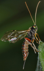 Itoplectis maculator