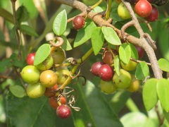 Smilax anceps