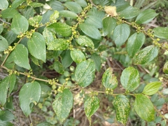 Ziziphus oenopolia