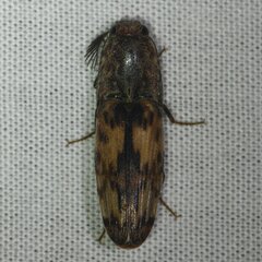 Pherhimius fascicularis