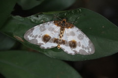 Abraxas amicula-illuminata