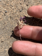 Diplacus deschutesensis