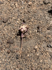 Diplacus deschutesensis