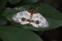 Abraxas amicula-illuminata