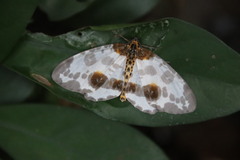 Abraxas amicula-illuminata