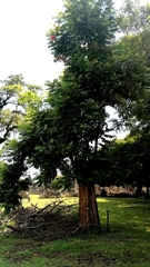 Spathodea campanulata