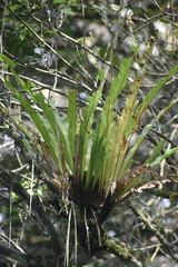 Niphidium crassifolium