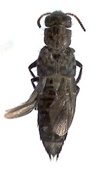 Ontholestes murinus
