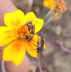 Neocapsus