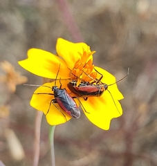 Neocapsus