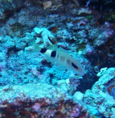 Parupeneus multifasciatus