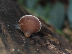 Auricularia cornea