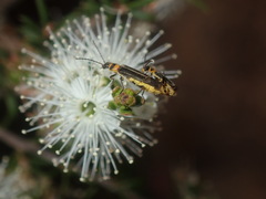 Chauliognathus sydneyanus